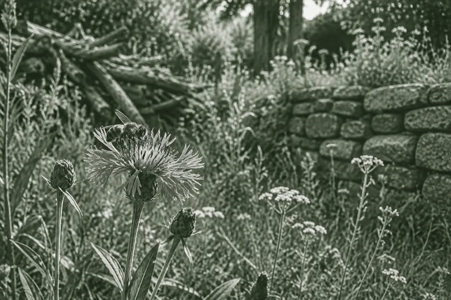 Wilde Blumen und Gräser vor einer niedrigen Trockenmauer im sonnigen Garten